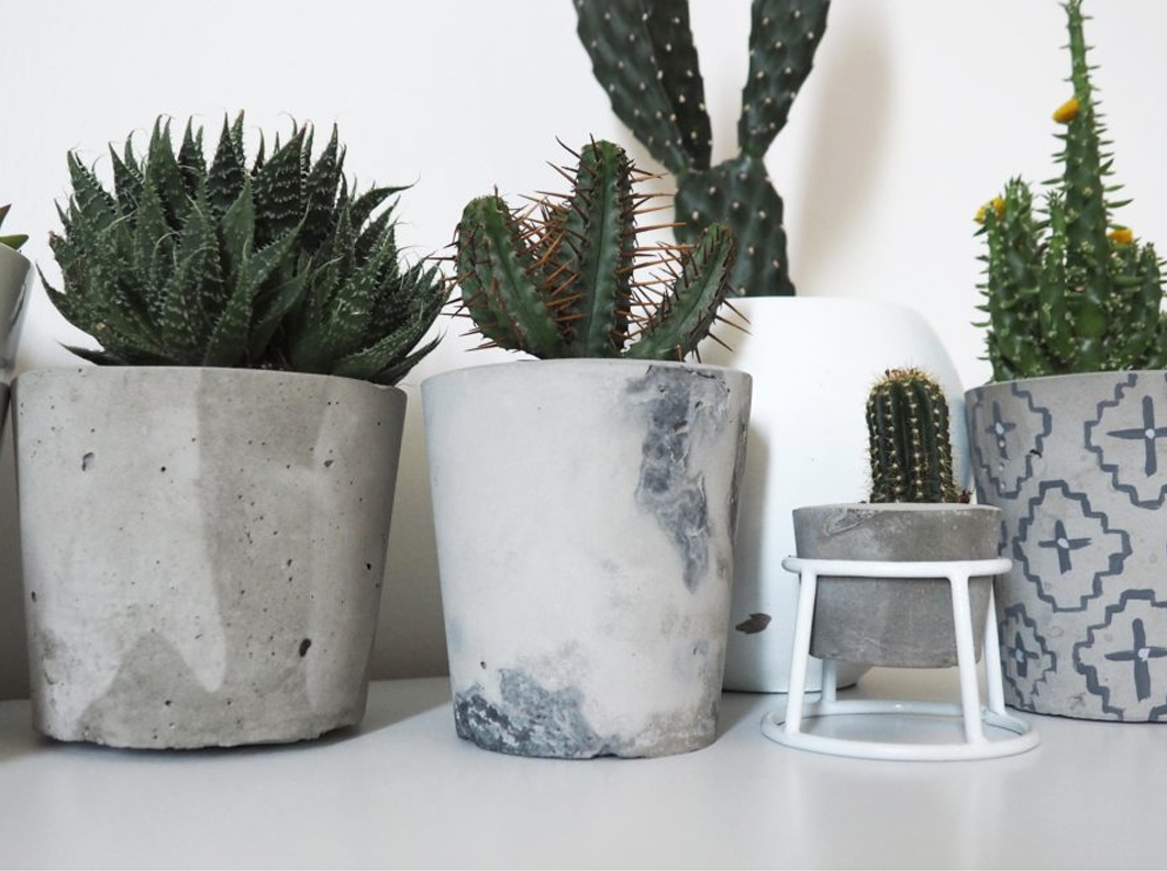 Живой камень