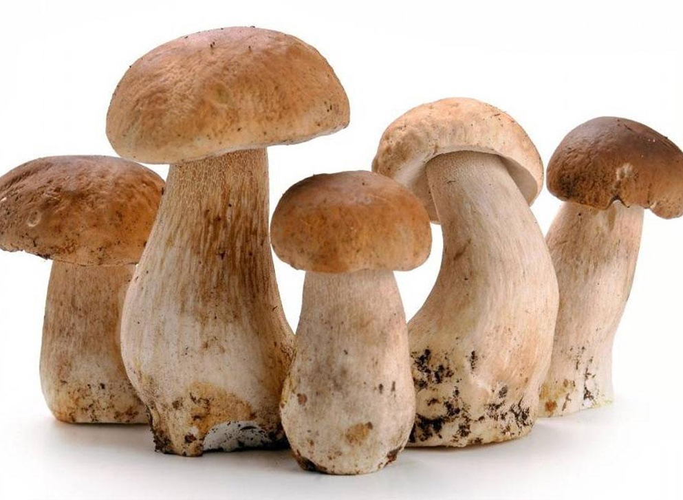 Сеньор помидор от ЗЖБИ-4